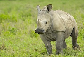 Topflight Kenya Baby Rhino