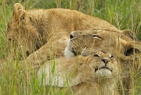 Topflight Kenya Lion Cubs