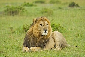 Topflight Kenya Mara Lion