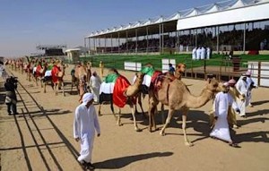 Abu Dhabi Camel Festival