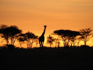 1204013422_sunset-giraffe