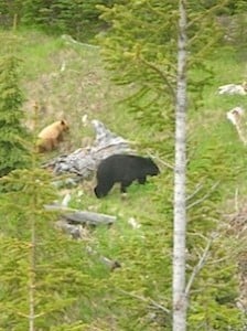 Visitors to Banff National Park don’t need to go down into the woods to see bears - they come to the roadside!