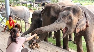 Isan Explorer, a tour company specialising in the less-visited Northeast Thailand, has created three elephant-focused tours that protect the elephants' welfare. Participants spend a full day getting up close and personal with elephants, walking with and watching them in forest and at watering holes – and get to help the mahouts bathe the elephants in the Mun River.