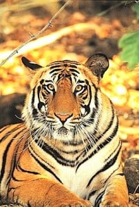 60% of the world’s wild tigers are in India, which has two-dozen tiger reserves