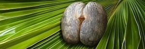 Coco-de-mer nut, unique to Praslin