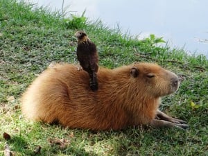 Capybara Lake Loung Sofa