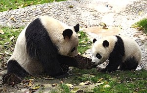 Wendy Wu Tours Giant Pandas