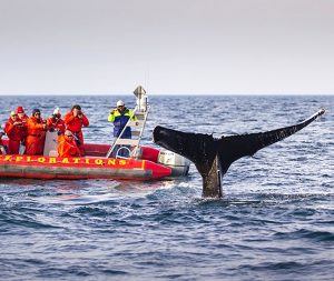 Whale watching in Nova Scotia