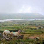 Chani Anderson, Ewe Looking At Me?