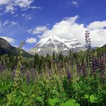 Chani Anderson, Summer Flowers, Snow Peaks