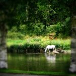 Chani Anderson, Tír na nÓg