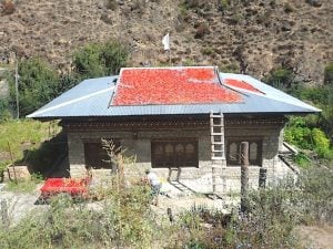 Everywhere you go in Bhutan you will see chillies drying on the roofs of houses...