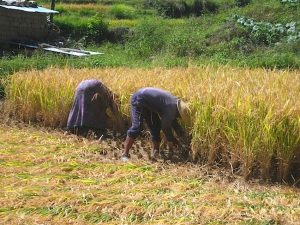 Villagers were busy harvesting rice...