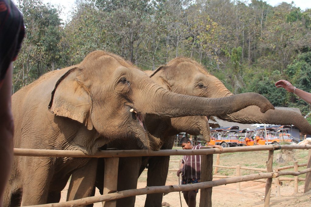 Visit an Elephant camp.