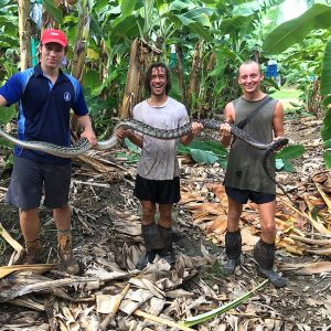 Snakes are regularly found when the men hump bananas - this is a 4m python found by backpackers from Banana Barracks