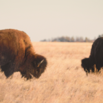 Brand USA_SouthDakota_Buffalo (1)