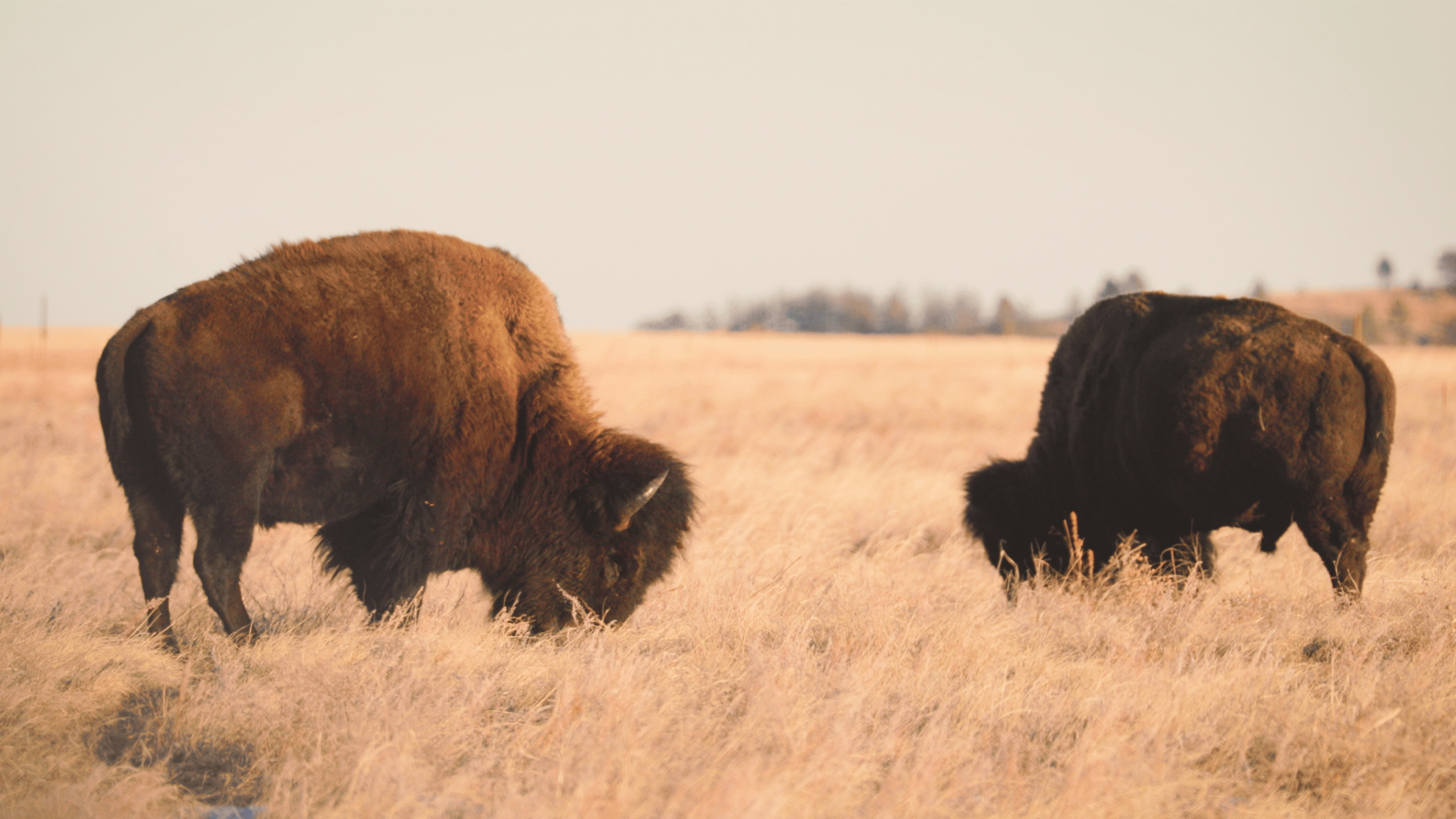 Brand USA_SouthDakota_Buffalo (1)