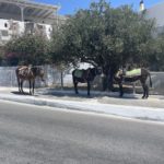 donkeys in santorini