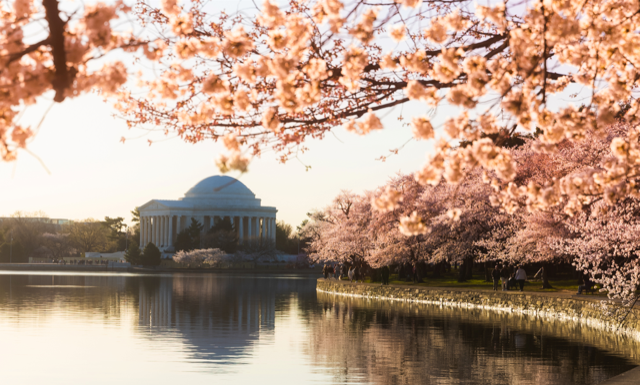 Washington DC in Peak Bloom