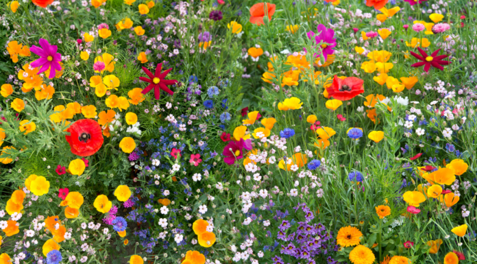 Celebrate the Colourful Magic of Flowers at Madeira’s Flower Festival