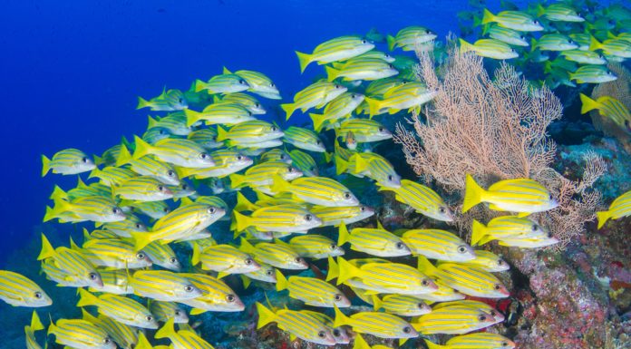 Innovative Community Projects in Seychelles Helping to Combat the Impact of Plastic in the Ocean