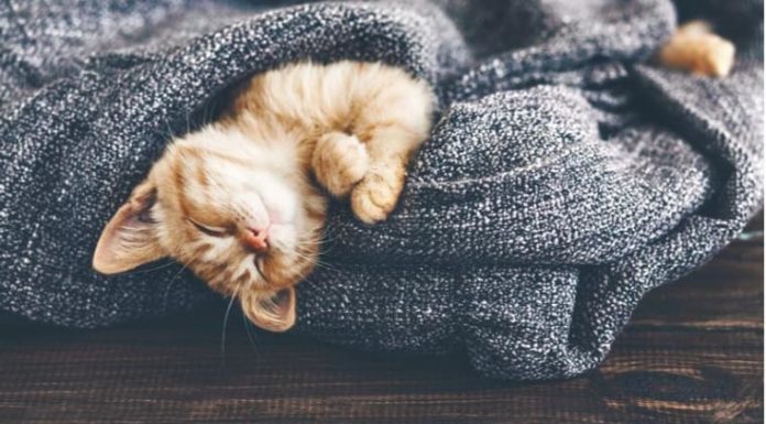 The Parisian Cat Hotel that is Paw-sitively Packed