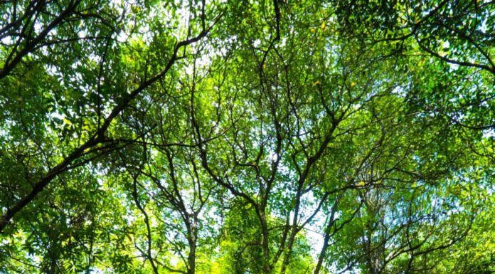 Etihad Airways Adopts a Mangrove Tree for Every Passenger