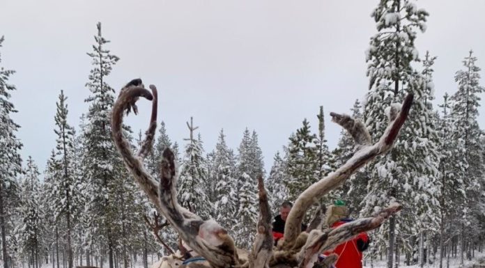 Lapland on Sale for 2023 with Sunway