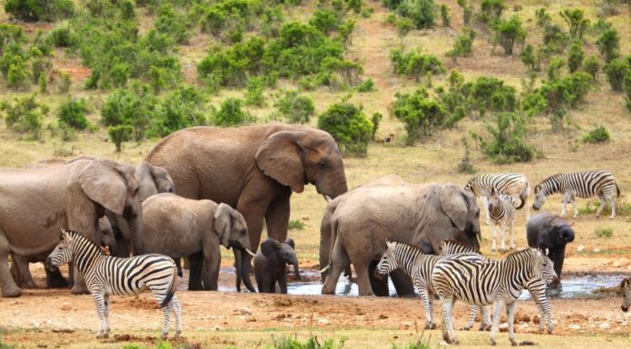 TTC Tour Brands Announces Luxury Gold Rebrand and New Contiki Tour