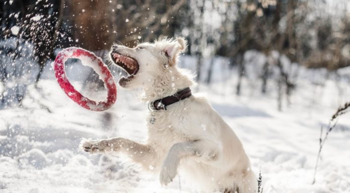 The Austrian Ski Resort that Welcomes Furry Friends on the Slopes