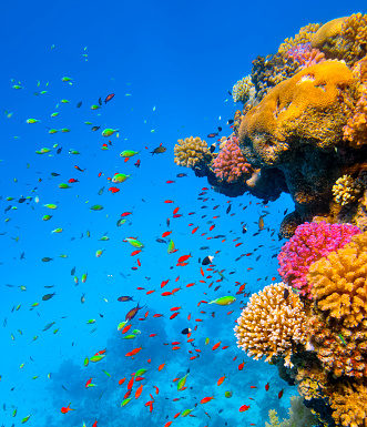 MSC Foundation Partners with International Union for Conservation of Nature to Save Threatened Coral Reefs