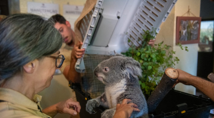 TAP Air Portugal Supports Threatened Species Conservation Programme with ‘Koala-ty’ Flight Threatened species conservation