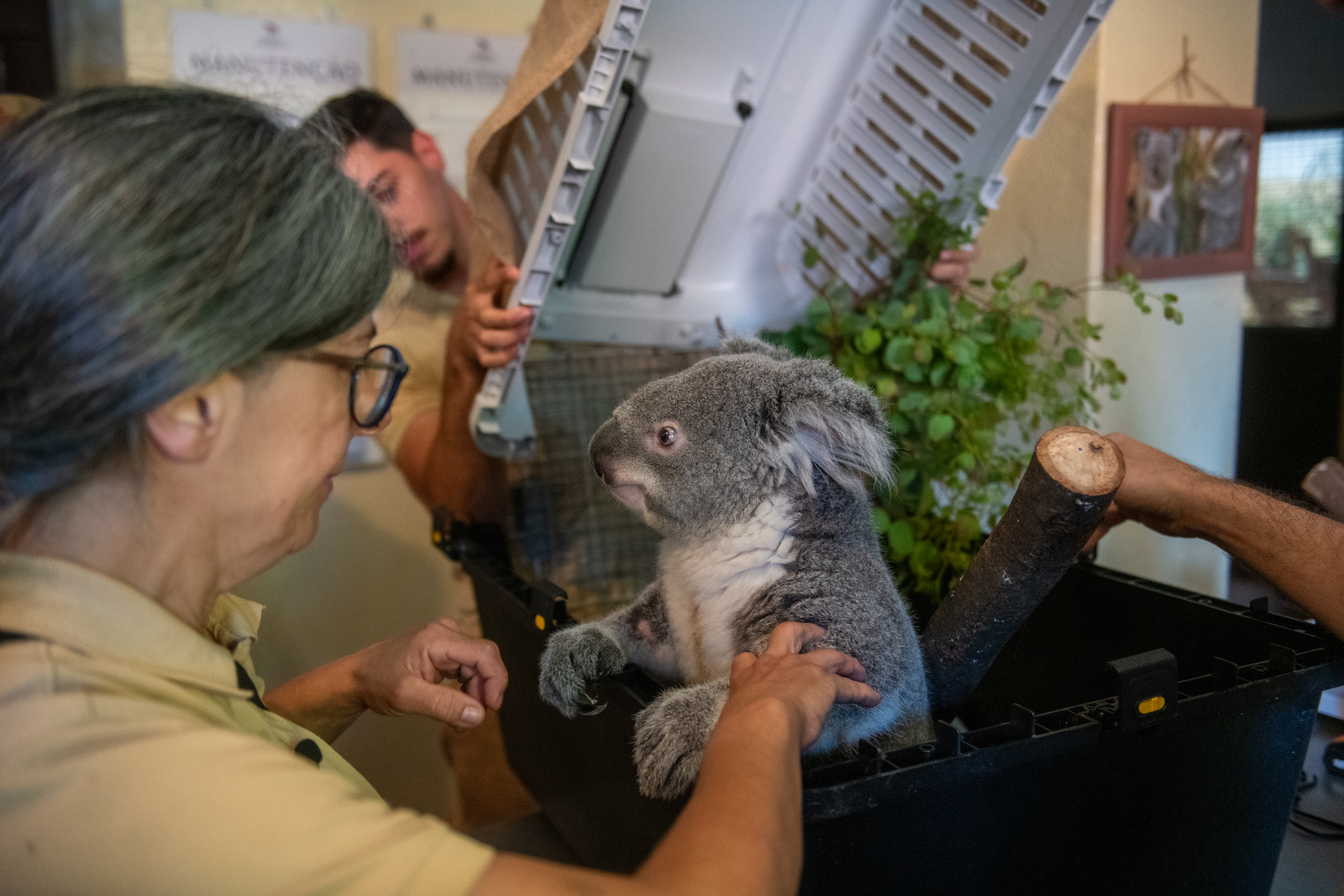Koala 2 Threatened species conservation