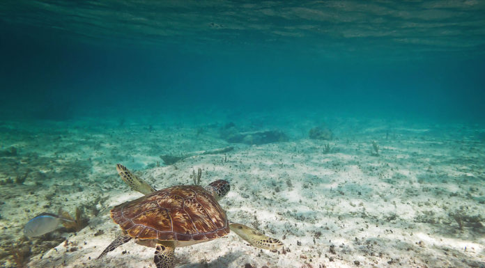 MSC Foundation Increasing Awareness of Ocean Conservation Among Cruise Passengers