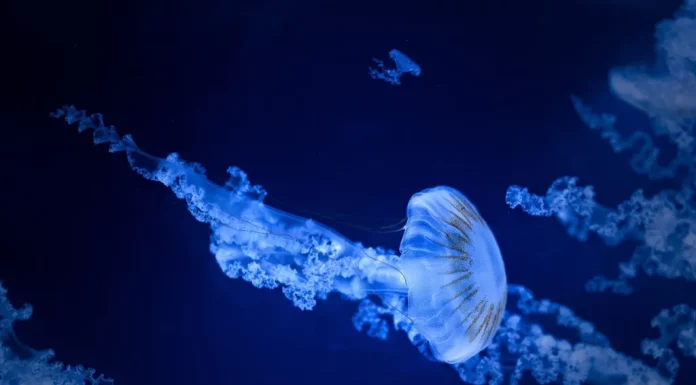 SeaWorld San Diego Announces ‘Jellyfish Experience’ Exhibit
