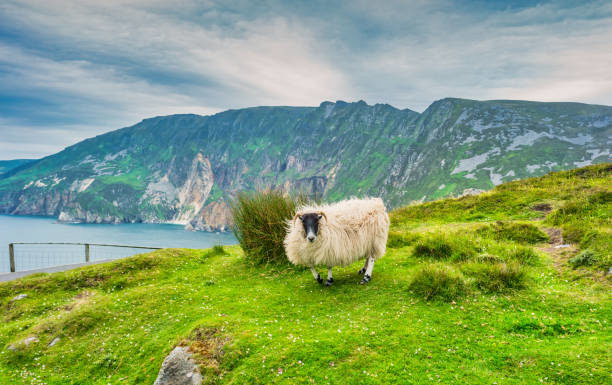 ITIC Expects Inbound Market to Grow 5% in 2024