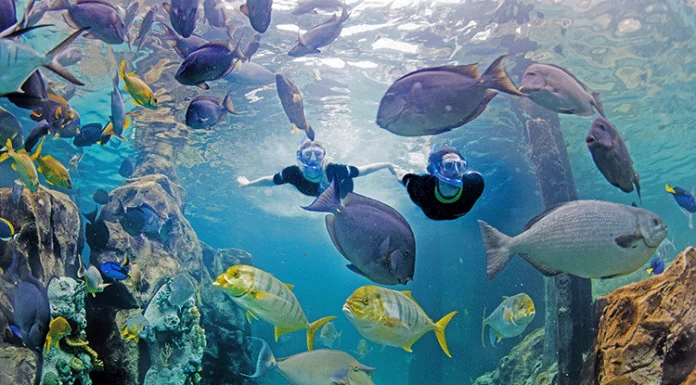 SeaWorld Parks & Entertainment Launches Discovery Cove New Year’s Sale