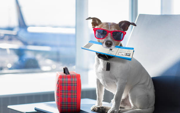 Dublin Airport Opens Pet Screening Facility; Allowing Animals to Travel in Aircraft Hold Again