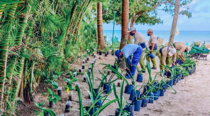 Iberostar Makes Strides Towards Achieving Sustainability Targets