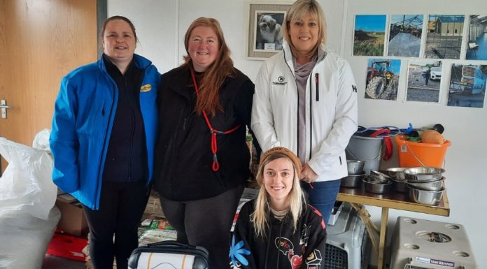 APG & Irish Travel Trade ‘Made A Difference’ At Dog Shelter For APG Day 2024