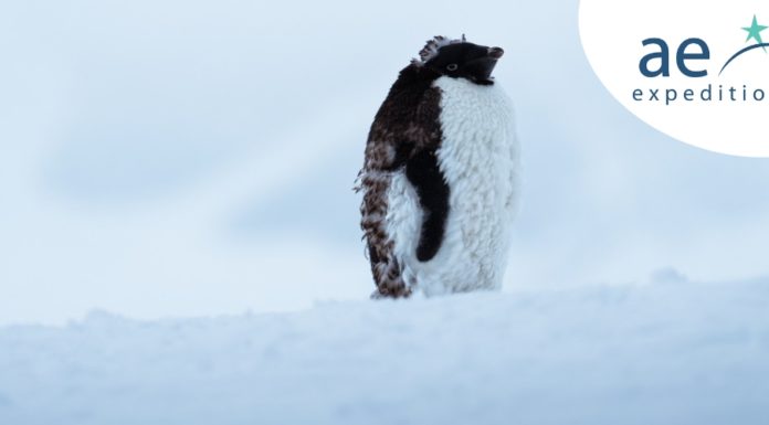 Win an Antarctic Trip for 2 with AE Expeditions