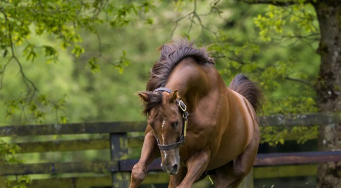 Irish National Stud and Gardens Ranked in the Top 10% of Things to Visit Worldwide