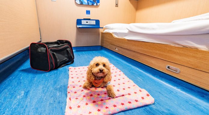 Stena Line Boosts Pet-Friendly Status, with 53,000 Pets Crossing the Irish Sea