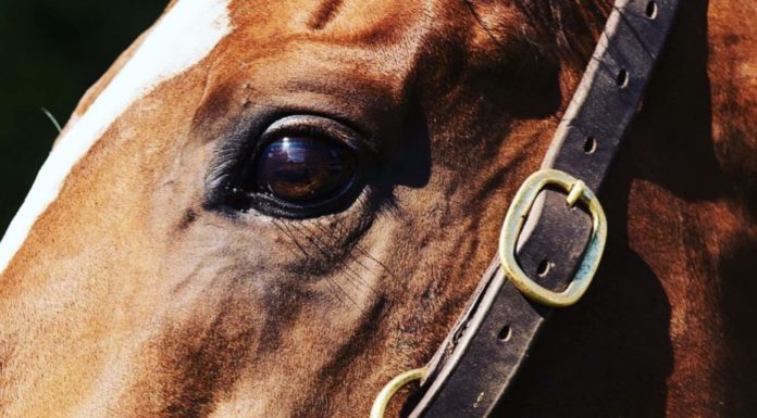 Thoroughbred Country Announces Digital Partnership with Global Marketplace Platform Prioticket