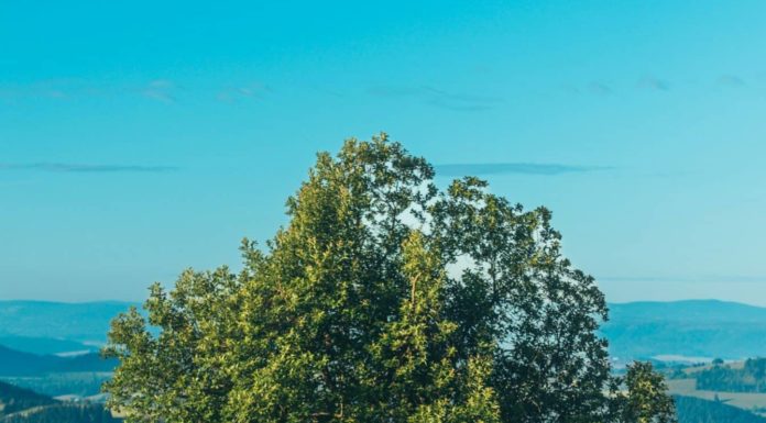 Access Bookings Updates Eco Grading Policy to Enhance Eco-Conscious Travel Awareness