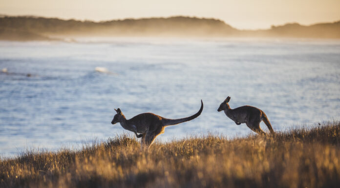 Australia’s New South Wales Region Celebrates Record Year of Visitor Spending