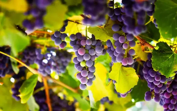 Wine and Romance: Bordeaux Ranked Top Honeymoon Destination in France