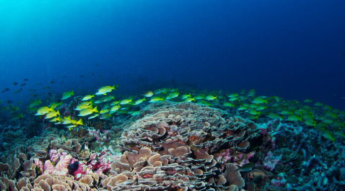 MSC Foundation Supports Coral Relief Research at COP29 in Baku