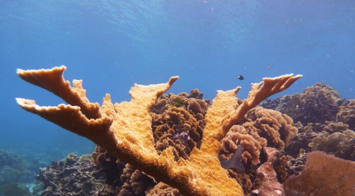 MSC Foundation Presents at UN Ocean Conference in Nice