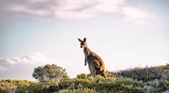 Luxury Tour Operators Scott Dunn & Jacada Travel Join The Conscious Travel Foundation